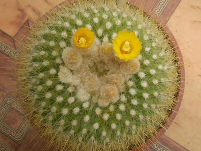 Parodia chrysacanthion