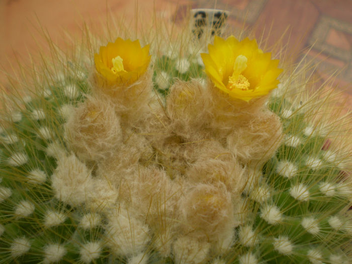 Parodia chrysacanthion - Parodia 2013