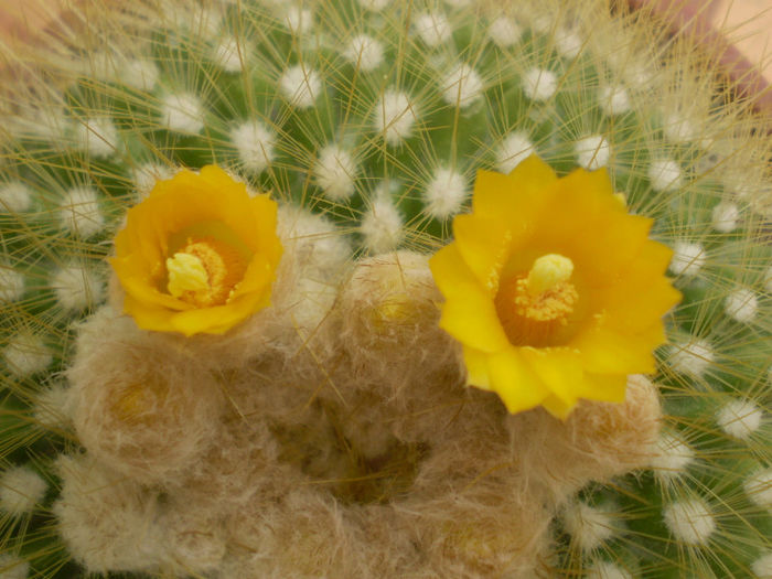 Parodia chrysacanthion - Parodia 2013