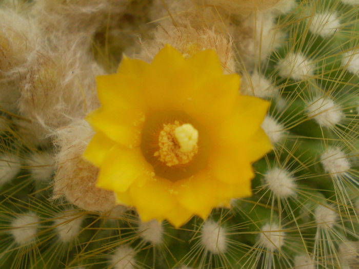 Parodia chrysacanthion - Parodia 2013