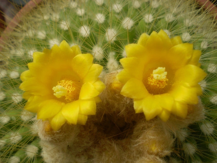 Parodia chrysacanthion