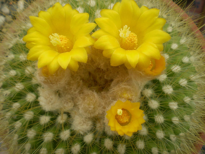 Parodia chrysacanthion