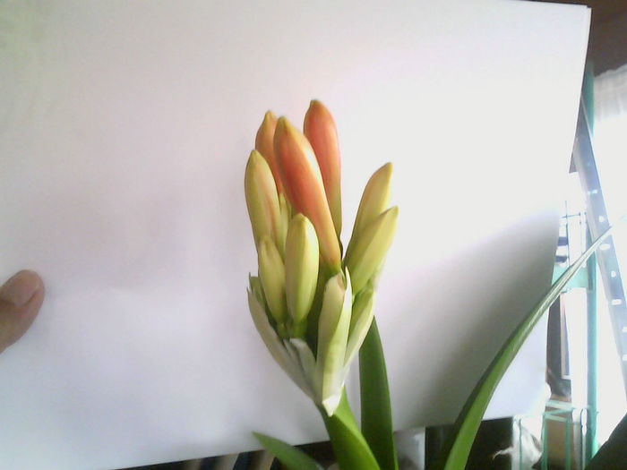 130421-1037 - CLIVIA