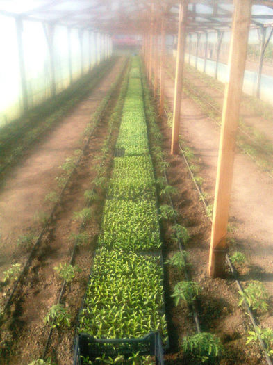 23.04.2013 rasad - solarii dichiseni 2013