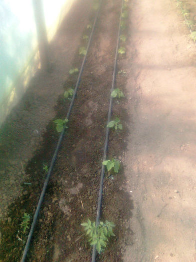 23.04.2013 galina - solarii dichiseni 2013