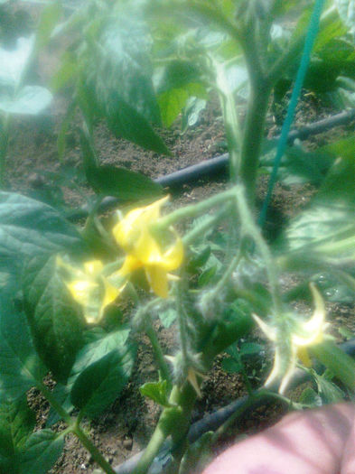 23.04.2013 ANTALYA - solarii dichiseni 2013