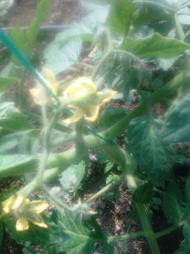 23.04.2013 ANTALYA - solarii dichiseni 2013