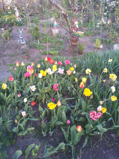2013-04-20 18.56.24 - flori si trandafiri - 2013