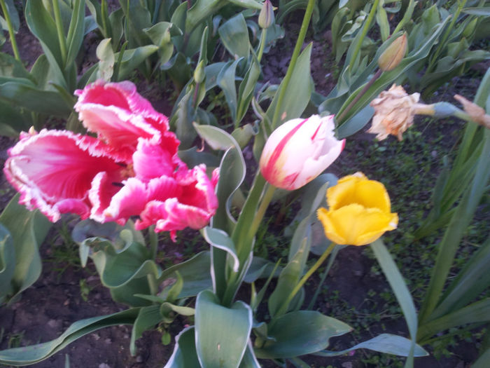 2013-04-20 18.56.39 - flori si trandafiri - 2013
