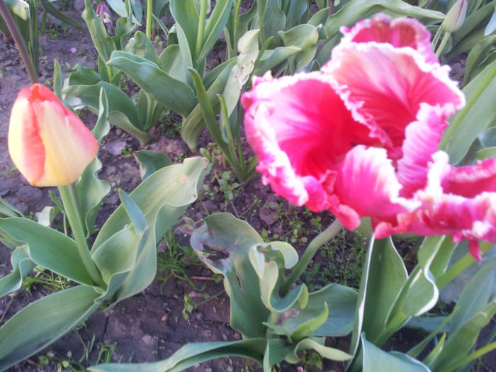 2013-04-20 18.56.44 - flori si trandafiri - 2013