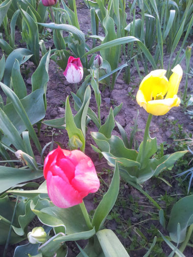 2013-04-20 19.00.00 - flori si trandafiri - 2013