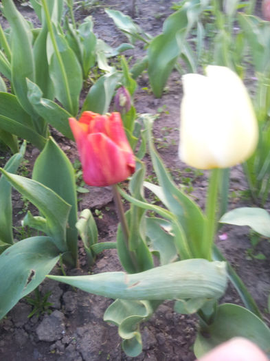 2013-04-20 19.00.07 - flori si trandafiri - 2013