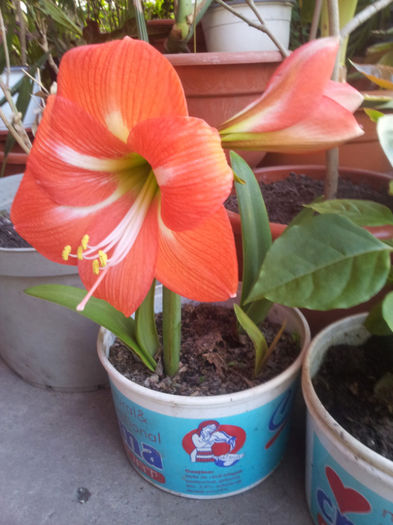 2013-04-20 19.01.40 - flori si trandafiri - 2013