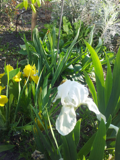 2013-04-23 18.00.38 - flori si trandafiri - 2013