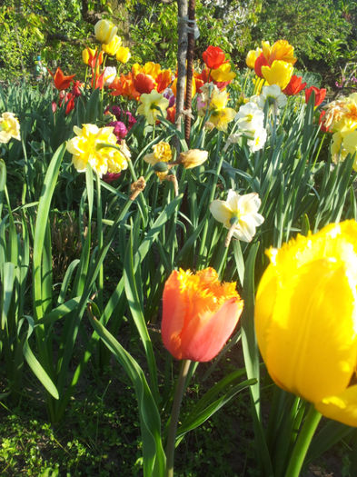 2013-04-23 18.02.04 - flori si trandafiri - 2013