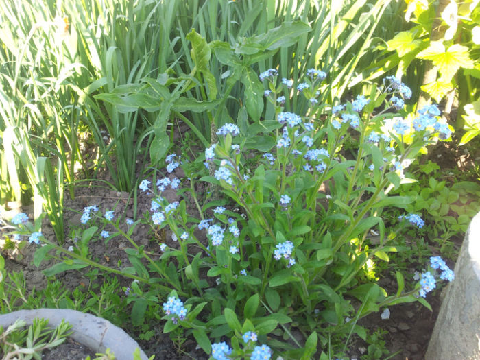 2013-04-23 18.03.16 - flori si trandafiri - 2013