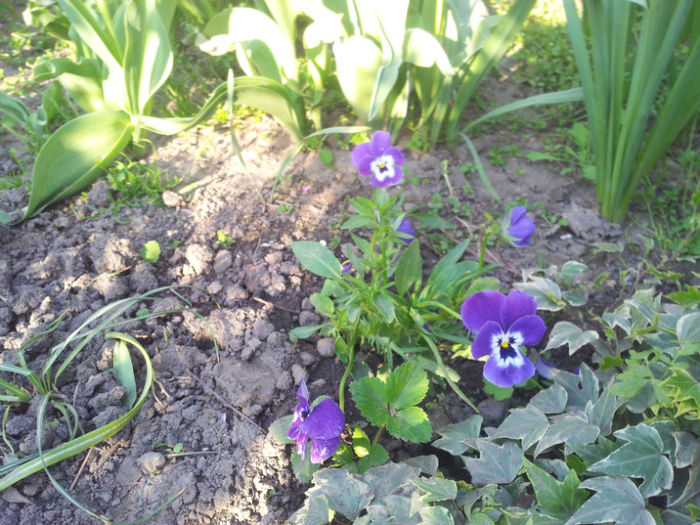 2013-04-23 18.04.01 - flori si trandafiri - 2013
