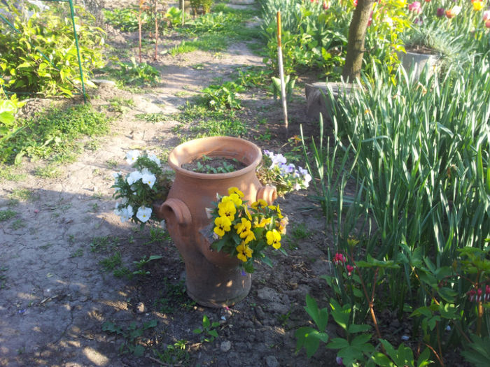 2013-04-23 18.05.13 - flori si trandafiri - 2013