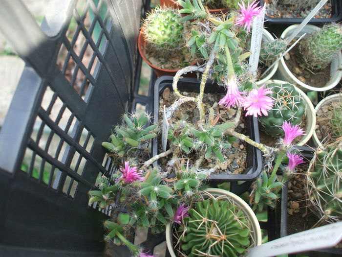 DSCF1619 - Cactusi 2013