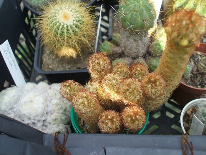 DSCF1621 - Cactusi 2013