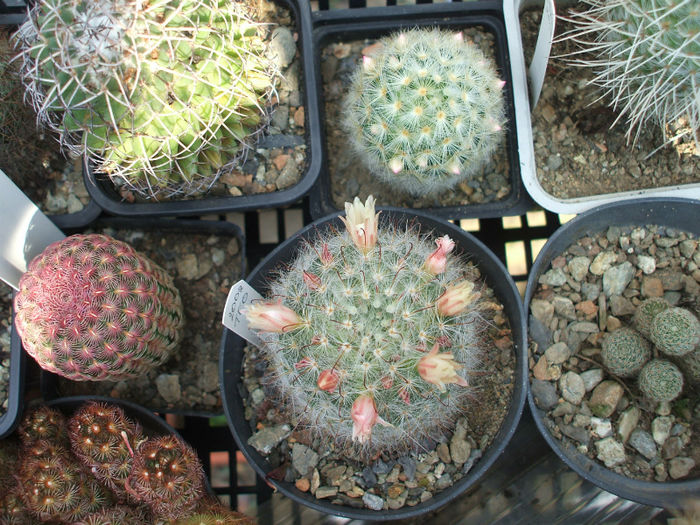 DSCF1623 - Cactusi 2013