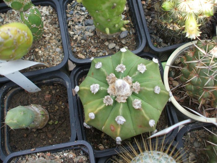 DSCF1624 - Cactusi 2013