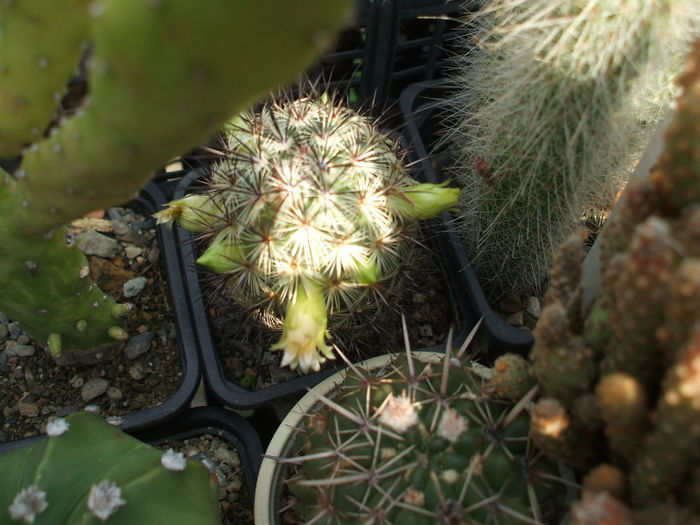 DSCF1625 - Cactusi 2013