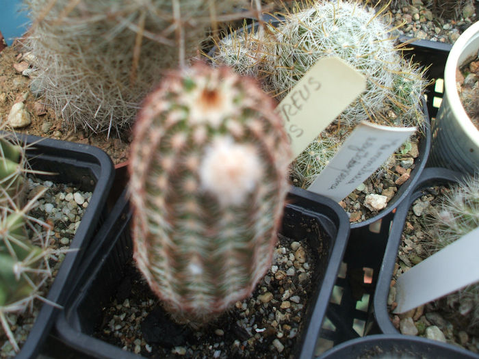 DSCF1626 - Cactusi 2013