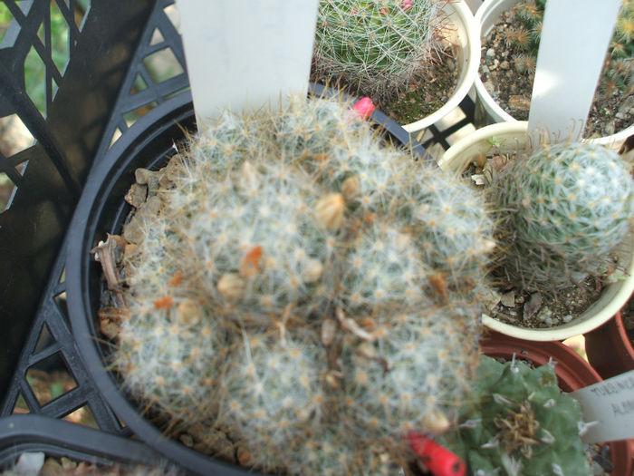 DSCF1627 - Cactusi 2013