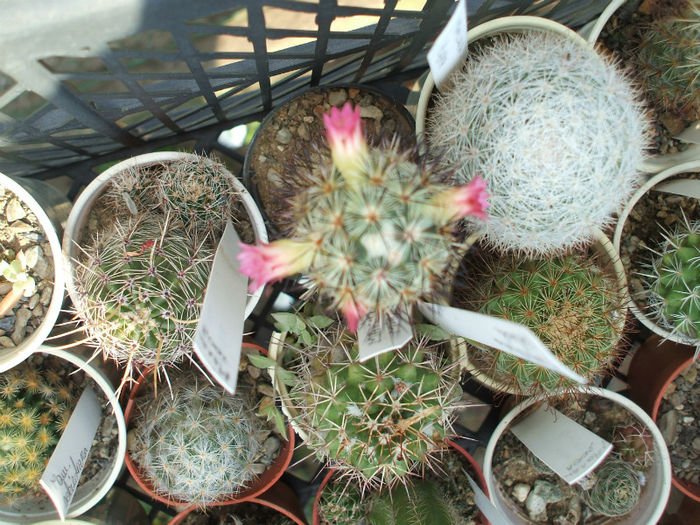 DSCF1634 - Cactusi 2013