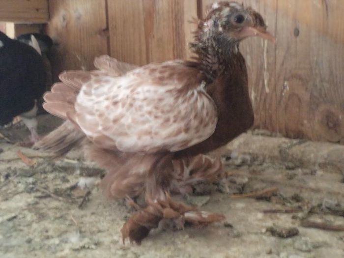 DSC03813 - Copy - TOBOSARI GERMANI MATCA 2016