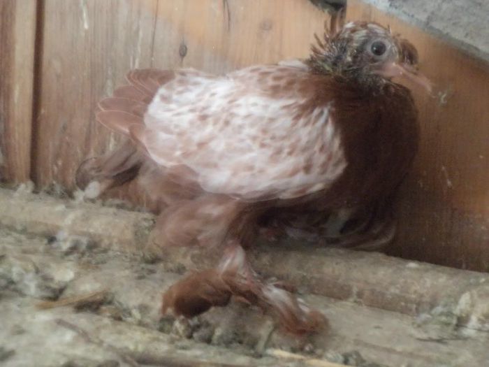 DSC03815 - Copy - TOBOSARI GERMANI MATCA 2016