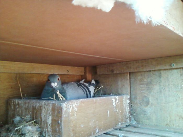 Calipso pe cuib 0533703