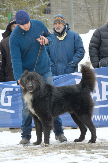 20130302-DSC_1243 - Corbi la Predeal