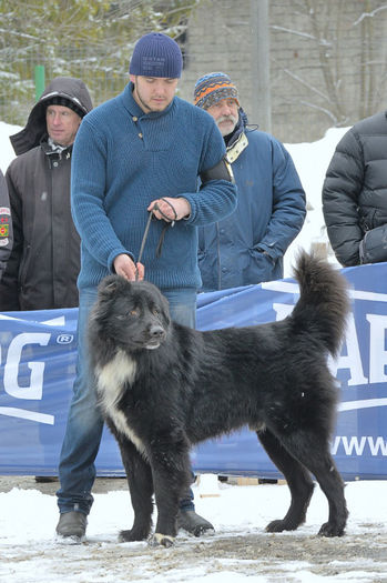 20130302-DSC_1244 - Corbi la Predeal