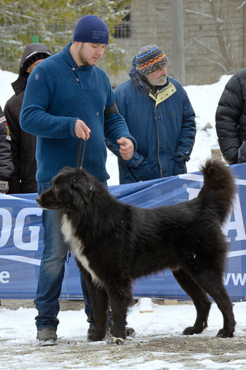20130302-DSC_1247 - Corbi la Predeal