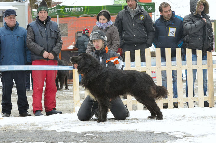 20130302-DSC_1252 - Corbi la Predeal