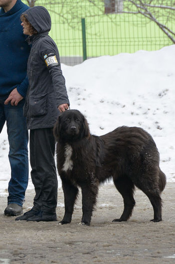 20130302-DSC_1446 - Corbi la Predeal