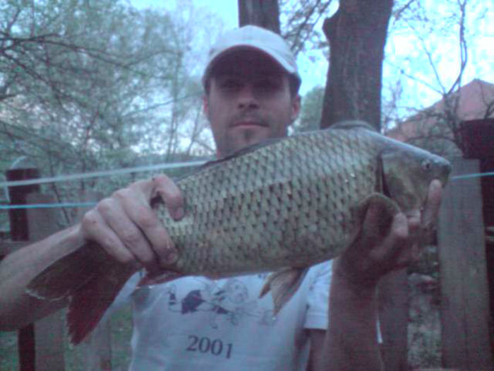 Crap prins la Lacul Mariselu 3,1 Kg; 13 Aprilie 2013 Lacul Mariselu
