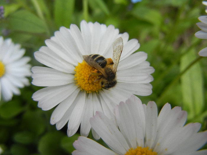 Bee on Bellis perennis (2013, April 21)