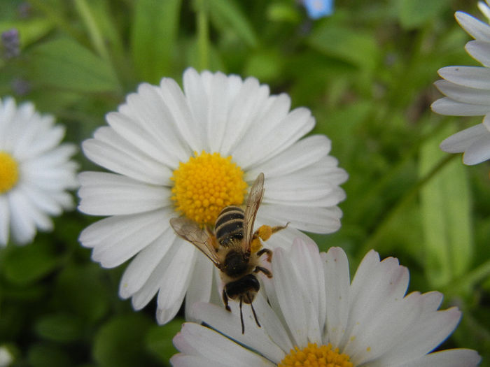 Bee on Bellis perennis (2013, April 21)