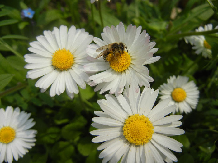 Bee on Bellis perennis (2013, April 21)