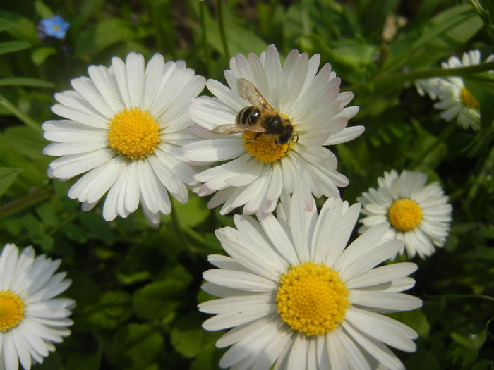 Bee on Bellis perennis (2013, April 21)