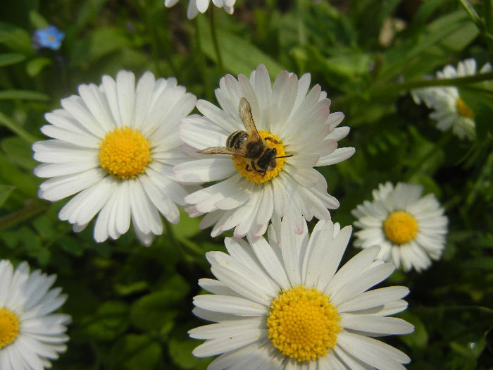 Bee on Bellis perennis (2013, April 21)