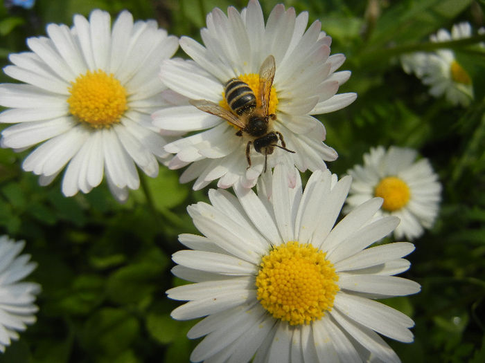 Bee on Bellis perennis (2013, April 21) - BEES and BUMBLEBEES