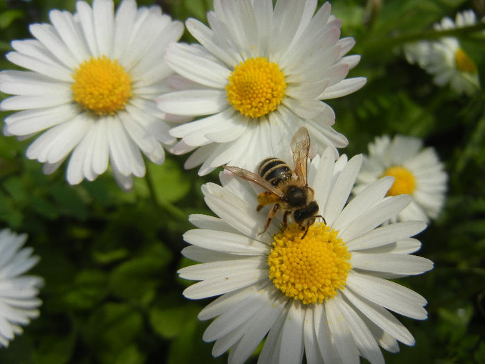 Bee on Bellis perennis (2013, April 21)