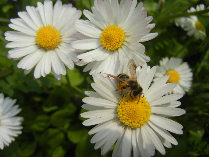 Bee on Bellis perennis (2013, April 21)