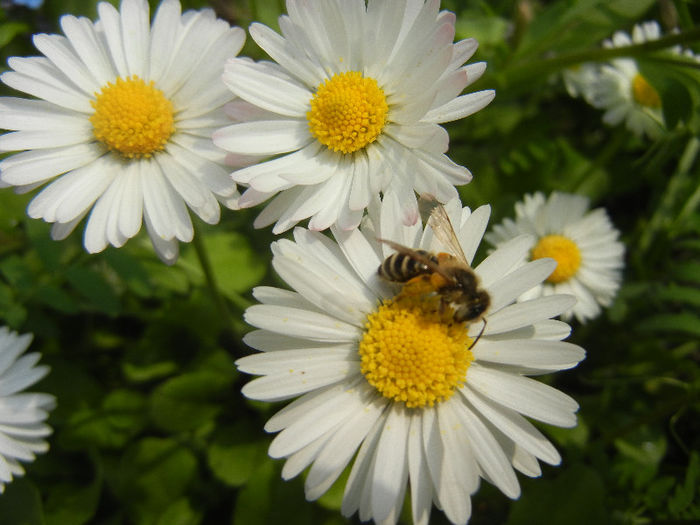 Bee on Bellis perennis (2013, April 21) - BEES and BUMBLEBEES
