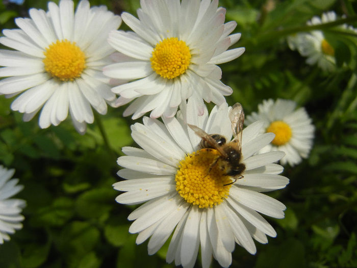 Bee on Bellis perennis (2013, April 21) - BEES and BUMBLEBEES