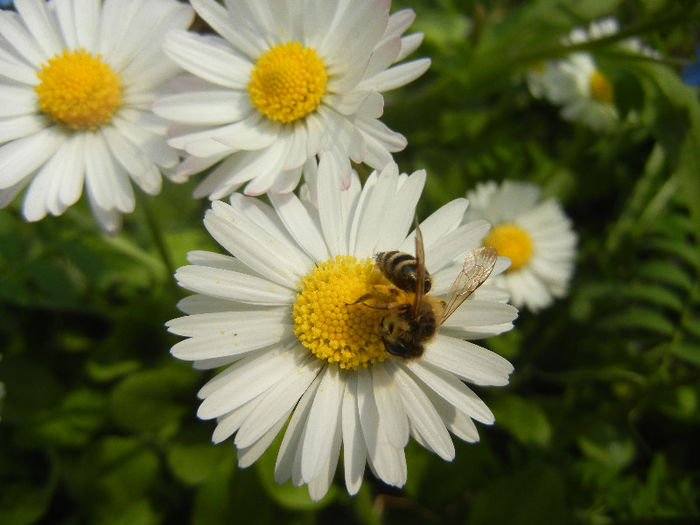 Bee on Bellis perennis (2013, April 21)